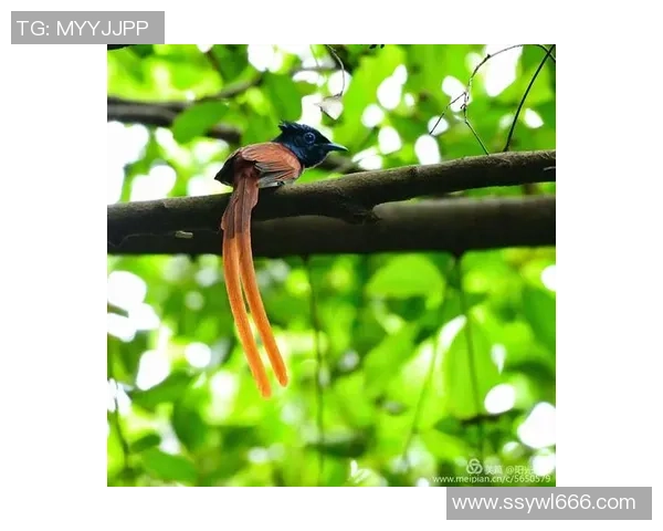 从童年趣事看足球球星成长之路揭秘他们如何一步步走向辉煌